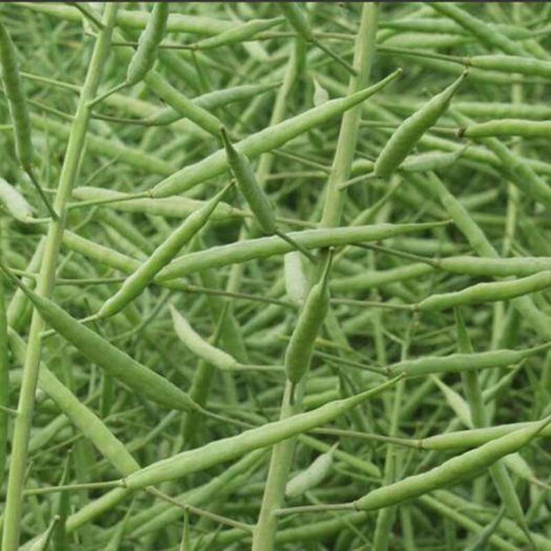 Factory wholesale rape seeds oil extraction ornamental rape seeds flower sea rapeseed seeds