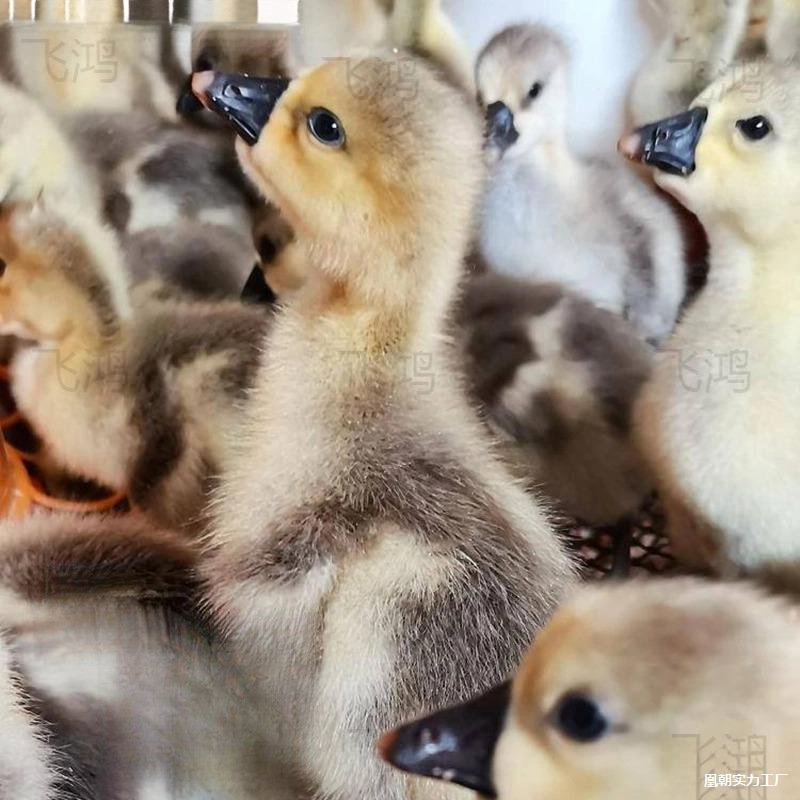 Гусь с головой льва полфунта, экстра большой чистокровный 0.5кг гусь, живые цыплята для потребления при комнатной температуре