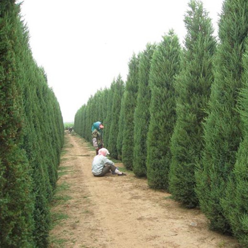 Tasong Cemetery Pine Saplings, Grave Pine Cypress, Tamarack, Cypress, Cypress, Thuja, Pagoda Pine, Qingming Pine