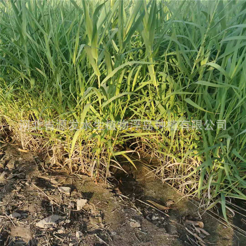 Reed Planting Reed Price Lotus Water Lily Ecological Floating Island Bitter Grass Various Aquatic Plant Bases