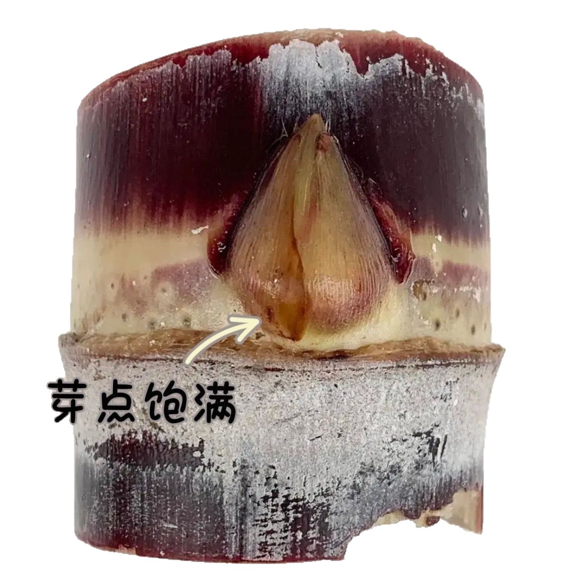 Guangxi Black-Skinned Sugar Cane Seeds with 3-5 Tooth Buds, 98% Vitality, Direct Shipment from the Place of Origin, First-Hand Supply Wholesale