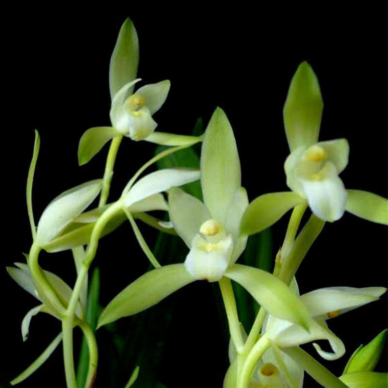 Extra Large Pot of 15 Seedlings, Golden Horsetail, Big Phoenix, Seven Fairy Blooms, Very Fragrant Indoor Potted Orchids, Cross-Border Hot Selling