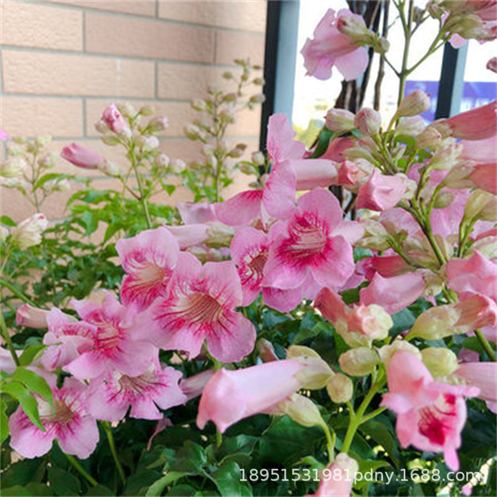 American Lingxiao Flower Climbing Vine Plant Lingxiao Flower Sapling Old Pile Potted Large Seedling Climbing Vine Cold-Resistant and Blooming in All Seasons