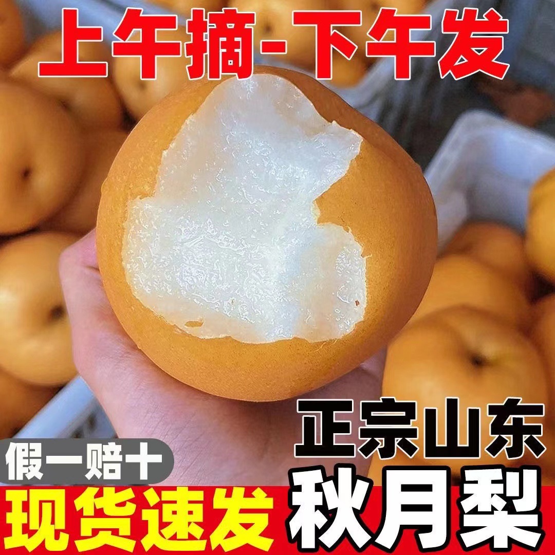 2025 Shandong Laiyang Authentic Qiuyue Pear, Fresh Large Fruit for Pregnant Women, Freshly Picked, Naturally Ripe from the Tree, Whole Box of Pears