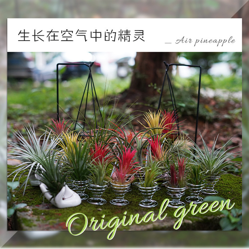 Базовая прямая декоративная воздушная ананасовая безземельная ленивое растение цветы для дома легкое в уходе очищающее воздух популярное растение