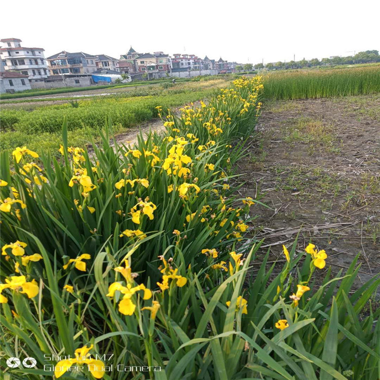 [Yellow Iris] Aquatic Plant, Yellow Calamus, Wetland Engineering Greening, Water Treatment, Sewage Treatment, Water Purification Plant