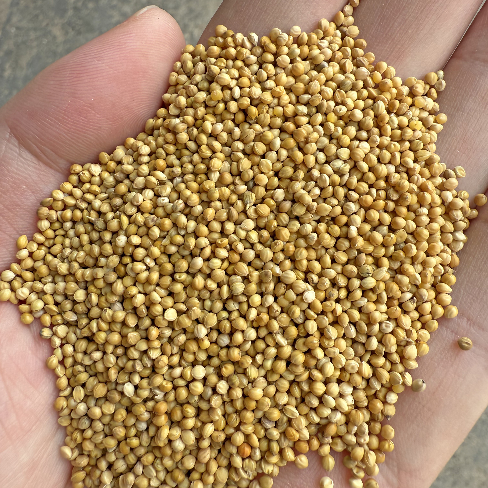 New yellow millet with shell millet tiger skin peony xuanfeng small and medium-sized parrot bird food bird feed wholesale millet