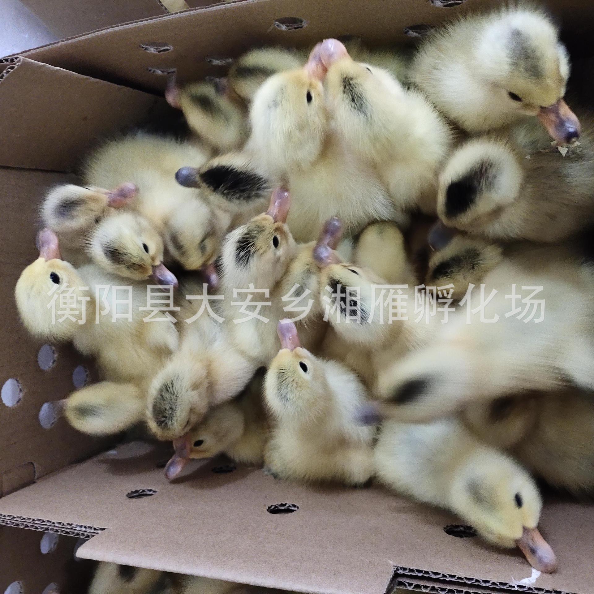 Jiangnan Egg Duck Seedlings, Male Duck Seedlings, Wholesale Hunan Teal Green Shell High-Yielding Egg Duck Seedlings, Green Shell No. 4 Small Yellow Duck Seedlings