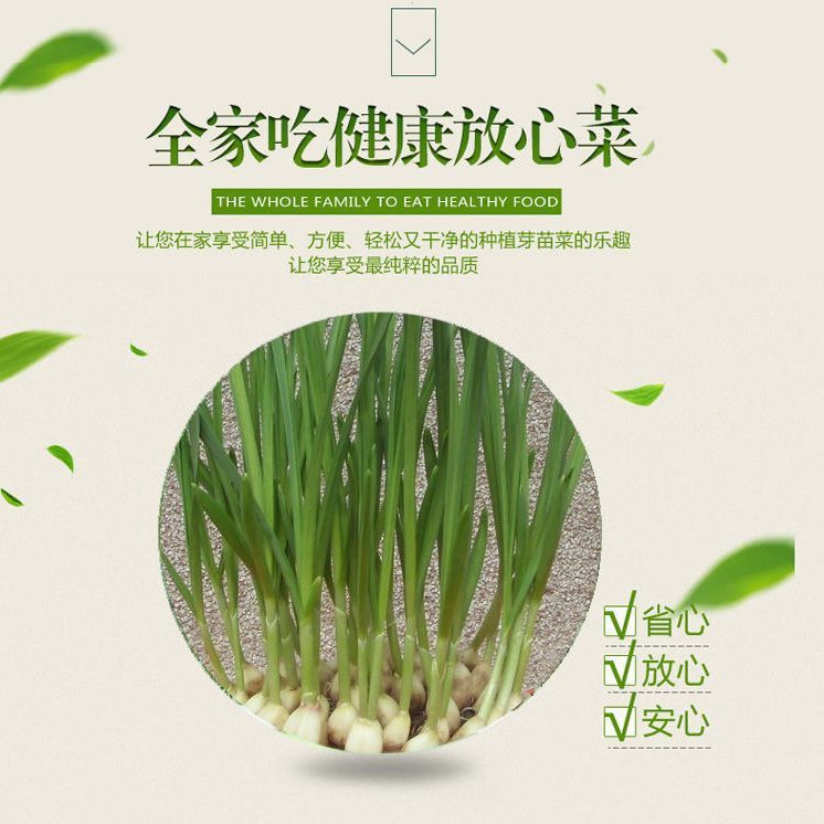 Wheat Grain Cat Grass Seeds Maltose Barley Black Malt Seedling Tray Catnip Hairball