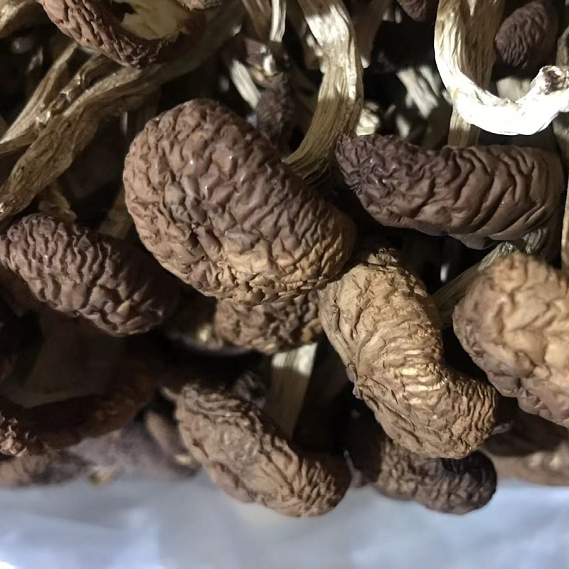 Factory Direct supply Gutian new goods no umbrella tea mushroom dry goods bulk wholesale 500g tea mushroom ice mushroom free shipping