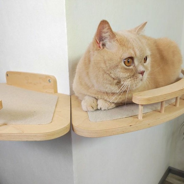 Cat Climbing Frame, Oval Cat Scratching Board, Wear-Resistant, Non-Falling, Elevated Vertical New Model, All-In-One Boredom-Relief Toy
