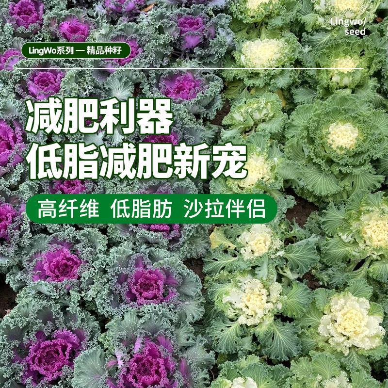 Edible Green Kale Seedlings, Green Purple Kale, Pink Kale Seedlings, Four-Season Vegetable Raincoat Seedlings