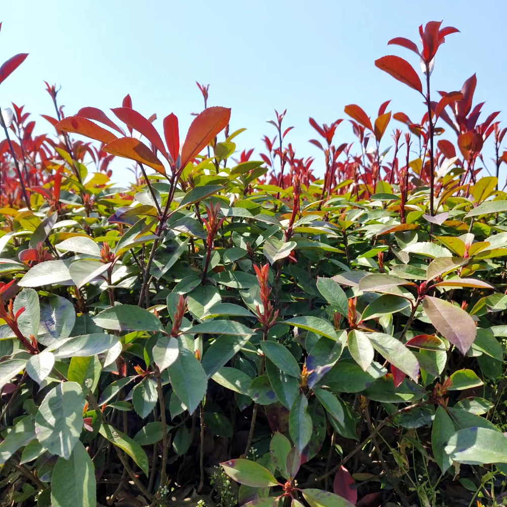 Саженцы краснолистного шиповника, саженцы краснолистного шиповника, саженцы для озеленения двора, саженцы от фермеров