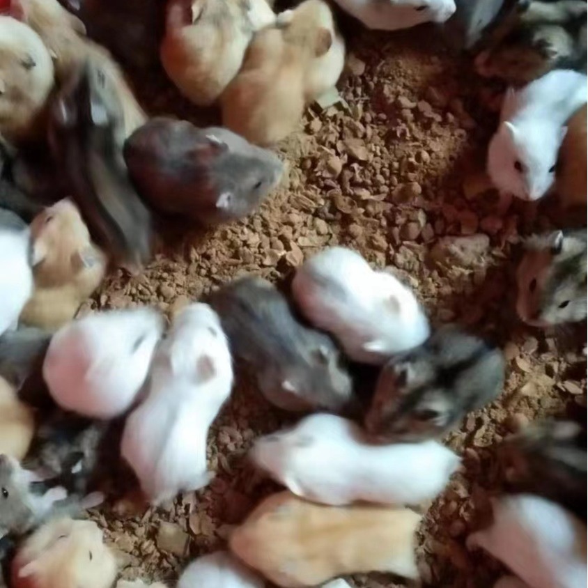 Hamster Wholesale Stall Set Live Three-Line Purple Warehouse Pudding Silver Fox Parents-In-Law Milk Tea Small Hamster Wholesale Golden Fox