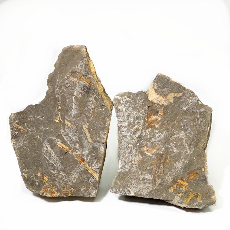 Natural Permian plant fossil branch vein fern fossil original stone ancient plant fossil specimen popular science teaching ornaments