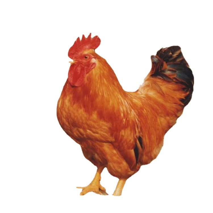 Chicken Hatching Factory Wholesale Liangfenghua Castrated Chicken Hatching Red Hair Yellow Feet Large Fast-Growing Broiler Chicken Seedlings Live