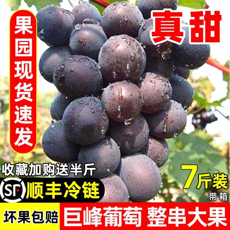 Виноград Кёхо из Пудзяна, свежие сезонные фрукты для беременных женщин, 2.5кг целый ящик подарок, целые гроздья, Sf холодная цепь