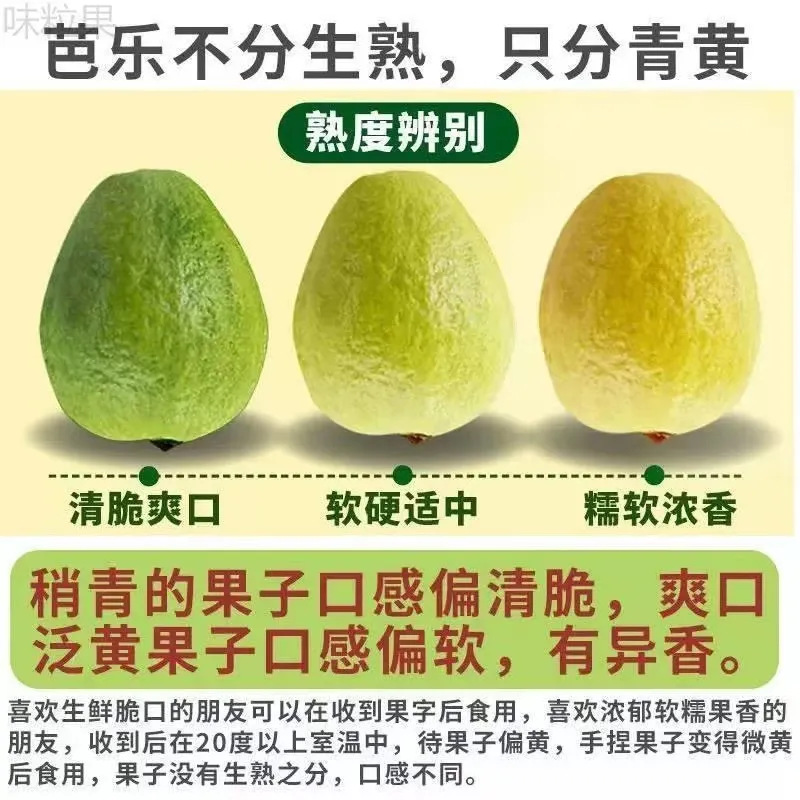 Guangdong and Fujian Red Heart and White Heart Guava Origin Straight Hair Fresh Fruit Guava Double Combination One Piece Drop Shipping