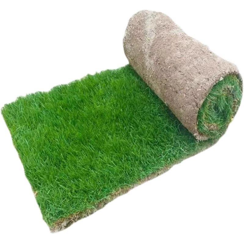 Real Turf Lawn with Soil, Evergreen Lawn, Villa Garden Courtyard, Greened Manila Lawn with Soil, Large Quantity
