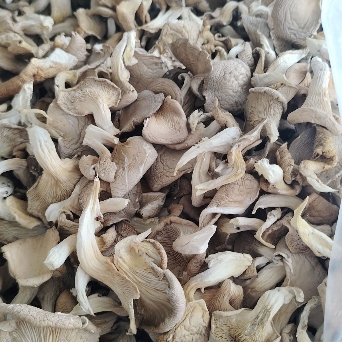 Новая партия сушеных грибов вешенки, настоящие грибы, черные грибы, оптовая продажа, целая коробка