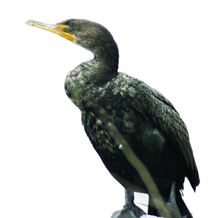 Live Cormorant Breeding Farm Sells Large Quantities of Fish-Catching Cormorants. Wetland Park Performance Fish-Catching Cormorant Seedlings Price