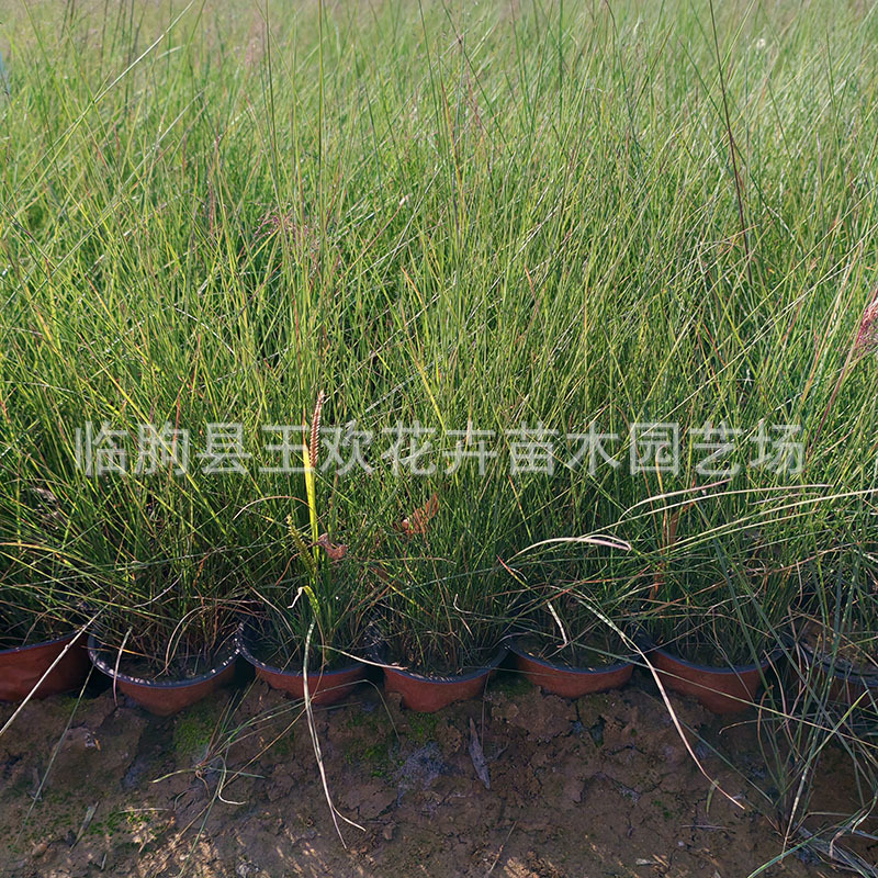 Internet Celebrity Fendai Grass Fendai Grass Seedlings Flower Sea Landscape Project Shandong Perennial Seedling Base