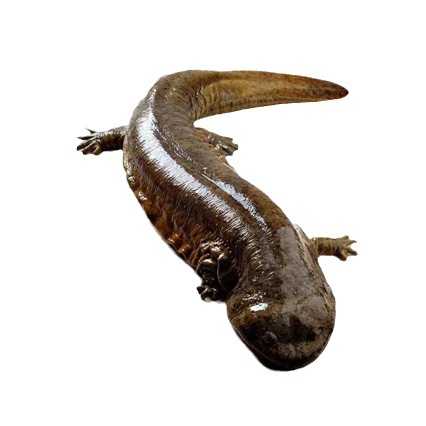 3kg a Breeding Factory Directly Supplies Fresh Edible Live Fish for Giant Salamanders, Giant Salamander Pet Seedlings, Aquatic Freshwater Fish Packages