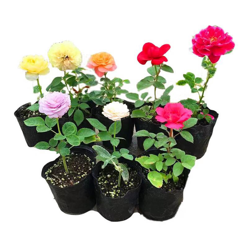 Rose Seedlings, Rose Seedlings, Blooming in All Seasons, Balcony Potted Florals, Courtyard Climbing Green Plants, Large Vine Roses