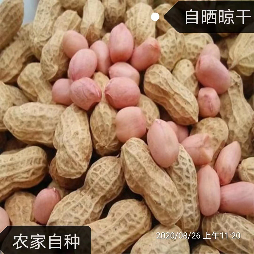 Свежие сезонные арахисы с оболочками, сушеные арахисы, крупные арахисы, фермерские и солнечные, оптовая упаковка, доступно для дропшиппинга