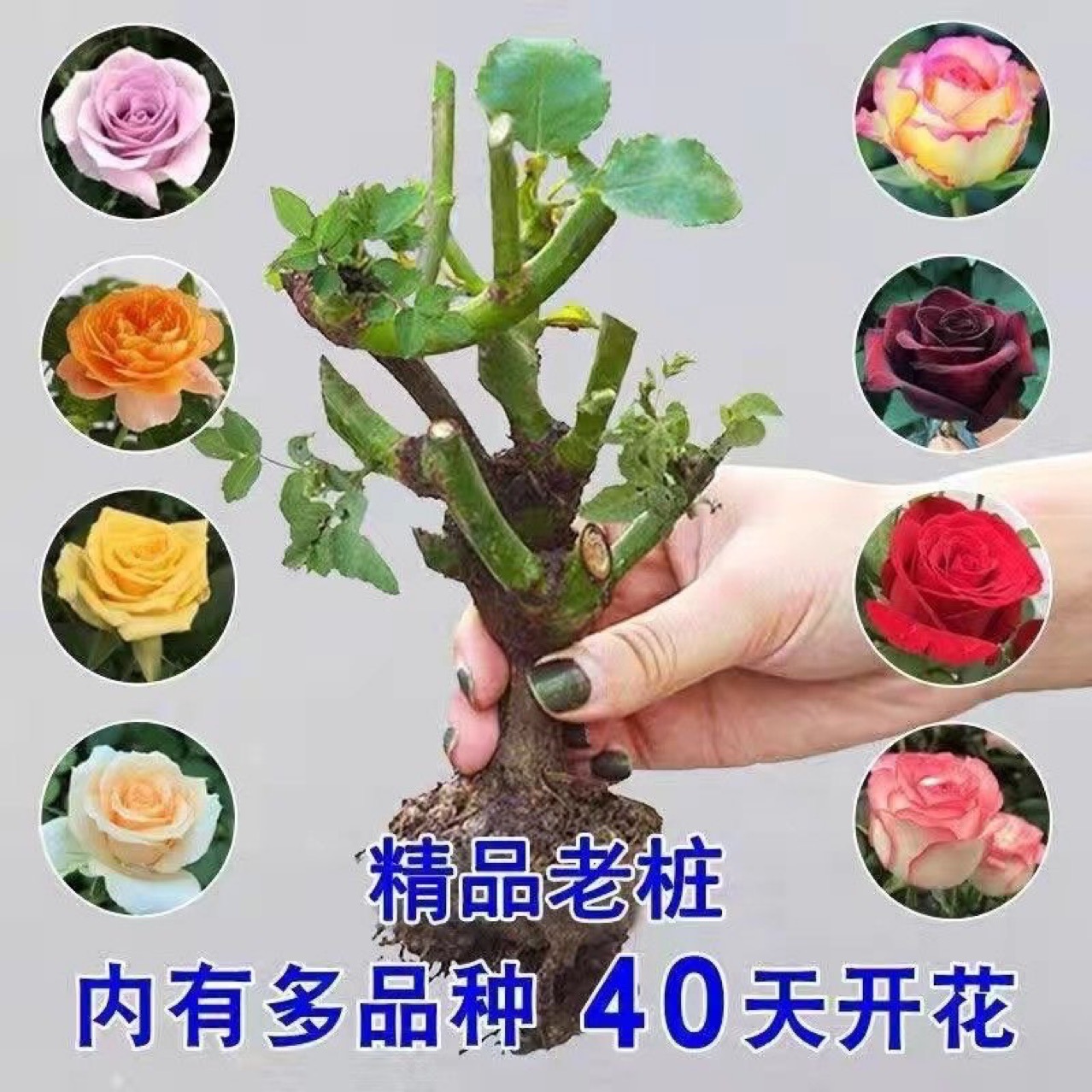 Yunnan Base Dropshipping Rose Old Pile Rose Flower Seedlings 2-3 Years Greening Project Large Seedlings Wholesale All Year Round