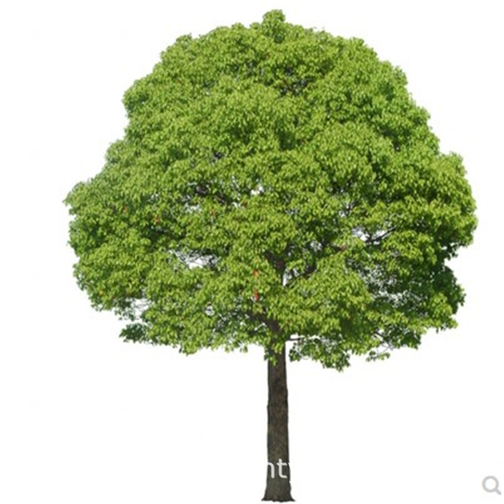 Camphor Saplings, Large and Small Leaf Camphor Saplings, Mosquito Repellent Camphor Saplings, Evergreen Saplings Planted in the North and South, All Year Round