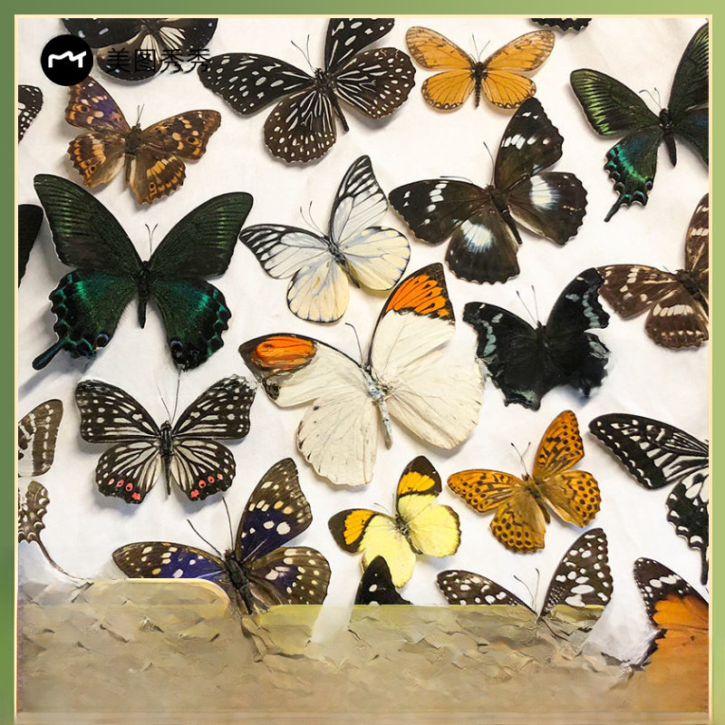 Butterfly Specimen Real Butterfly Specimen Wings Spreading Insect Animal Specimen Wholesale Kindergarten Teaching Aids Can Be Removable
