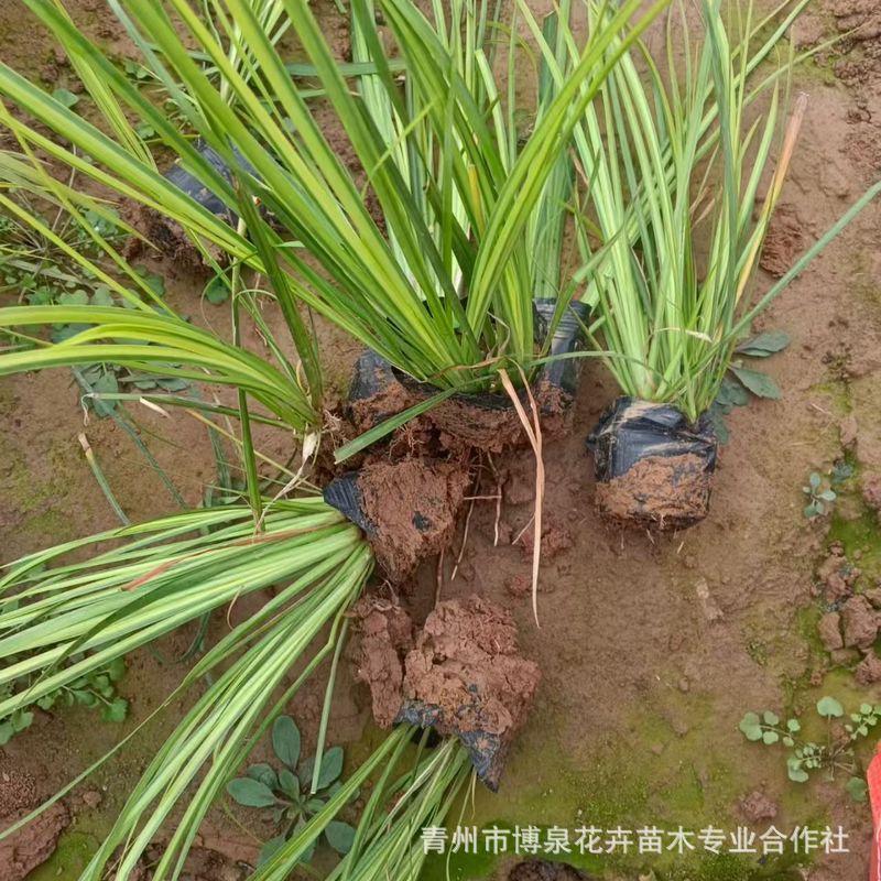 Golden Leaf Calamus Ground Cover Flower Mirror Plant Potted Plant Green Plant Wetland Water Culture Perennial Easy to Grow Golden Silk Cold-Resistant