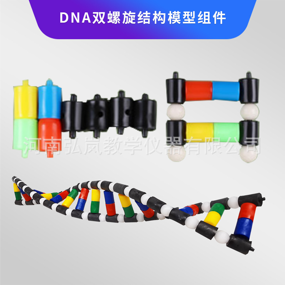 Модель структуры двойной спирали ДНК, для старшей школы, биология, генетика и мутации