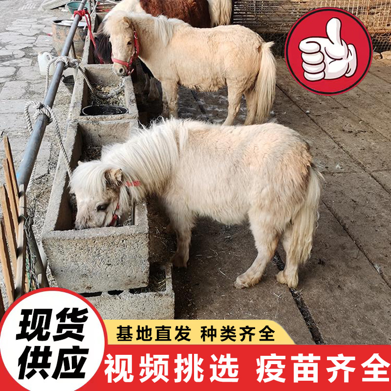 Shandong Farms Sell Live Dwarf Horses for Children to Ride On, Purebred German Dwarf Horses Price