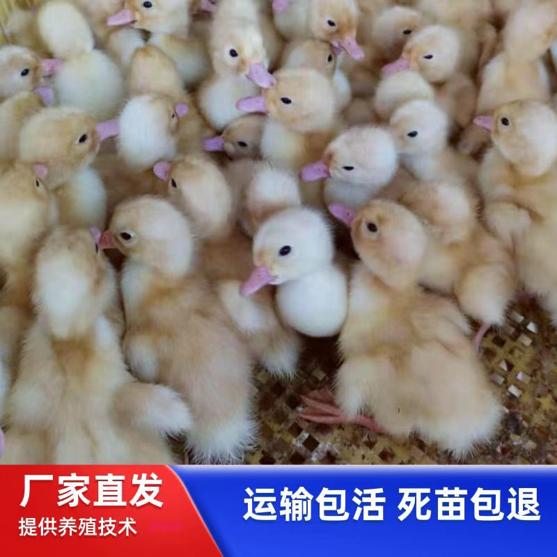 Сутки из инкубатора утки Черри-Валли, белокрылые утки, утка по-пекински, оптовая продажа крупных быстрорастущих утят, живые животные