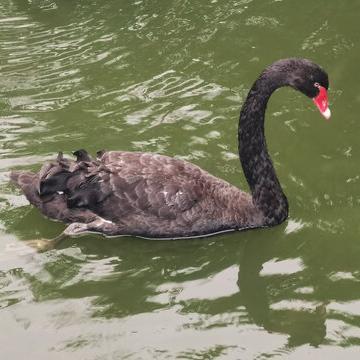 Authentic Black Swan Chicks, Live Seedlings, High Survival Rate, Easy to Raise, Black Swan Chicks Wholesale and Retail, Providing Breeding Instructions
