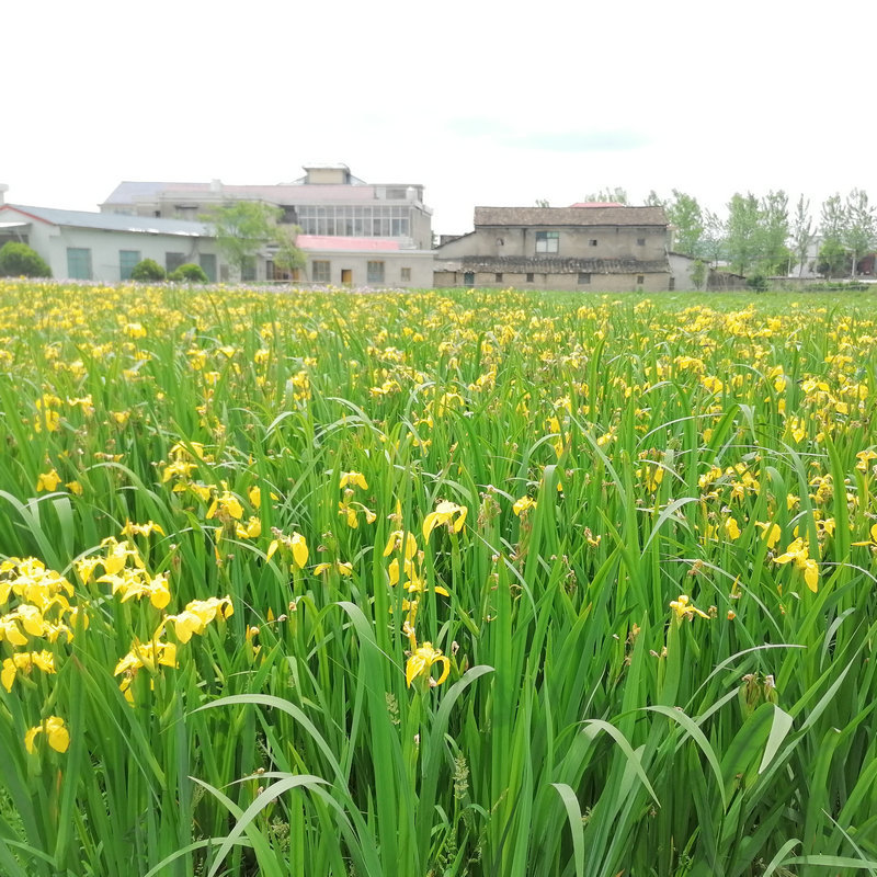 Yellow Calamus, Yellow Flower, Iris, Aquatic Plants, Water Plants, Fish Ponds, Ponds, Greening Plants, Yellow Calamus Seedlings