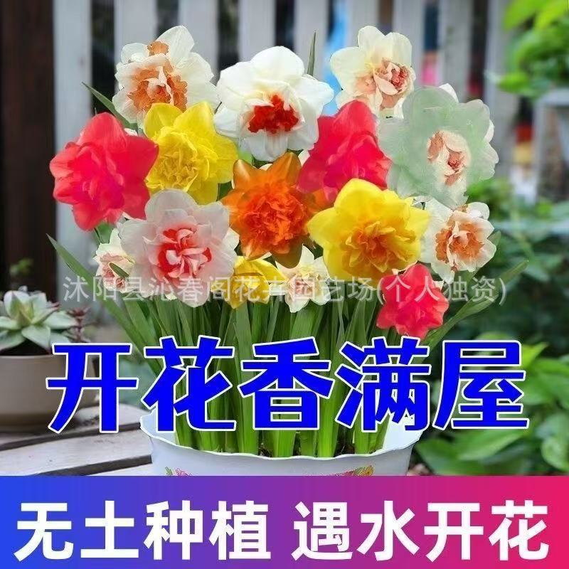 Imported Double-Flowered Narcissus Bulbs Bloom in All Seasons, Indoor Potted Florals, Winter Cold-Resistant Hydroponic Soil Florals Seeds