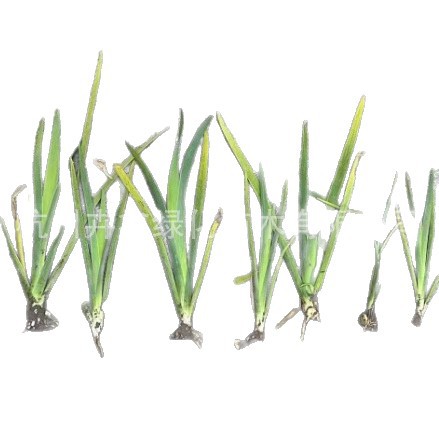 The Base Sells a Large Amount of Dwarf Cattails, Evergreen Cattails, Reeds, Bamboo, Calamus, Beauty Iris