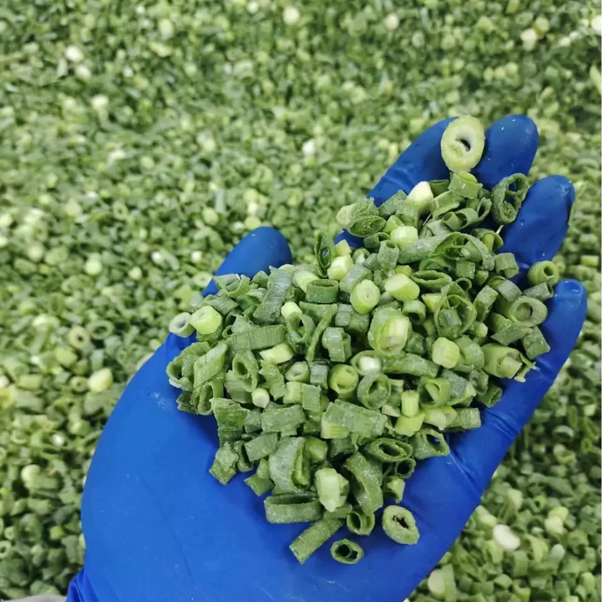 Speed ​​Scallion Frozen Chopped Chives Chopped Scallions 10Kg/Box for Wholesalers