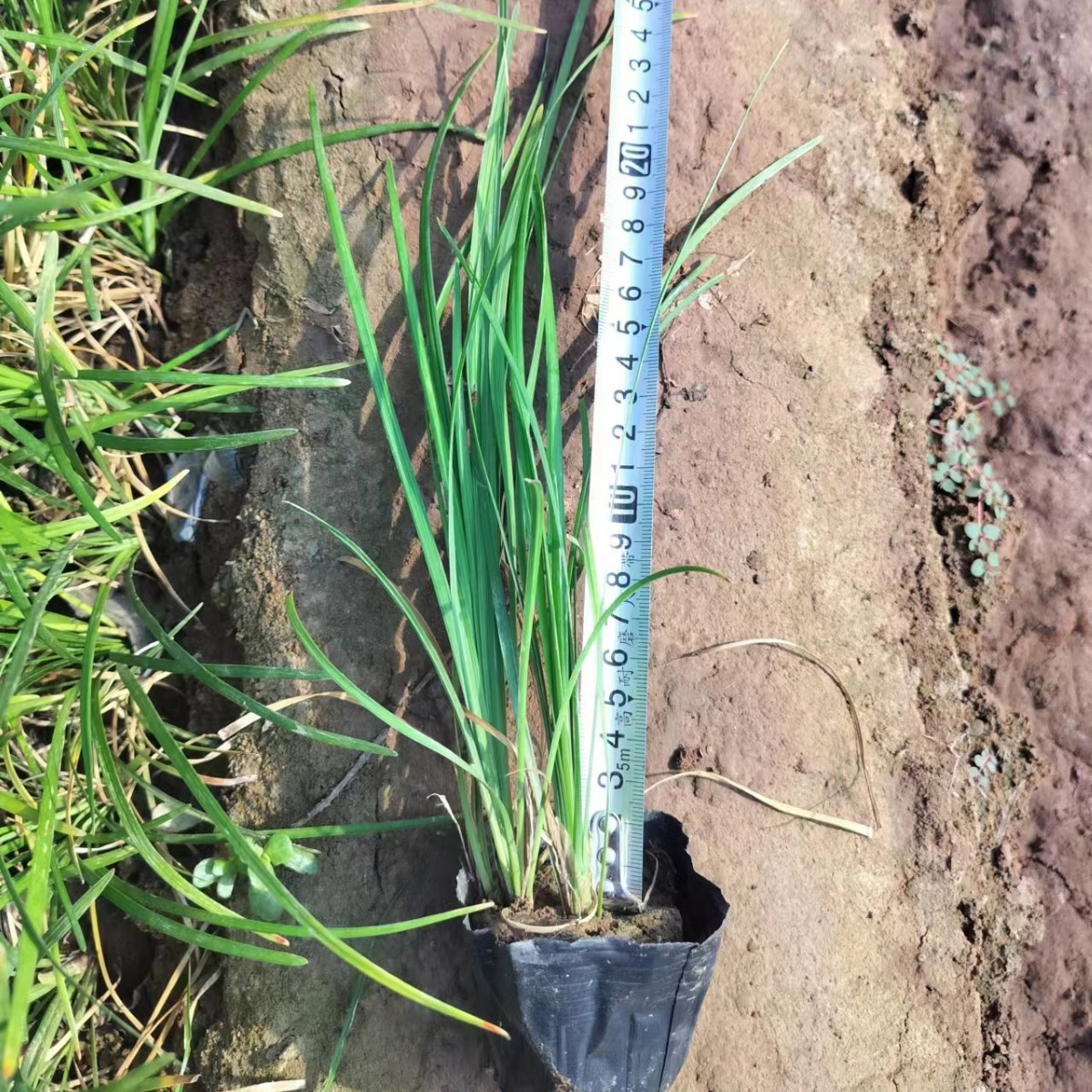 Base Dwarf Ophiopogon Japonicus Lawn Edge Grass Vegetation Greening Cold-Resistant Lawn Courtyard House Four-Season Green Weeding Decoration