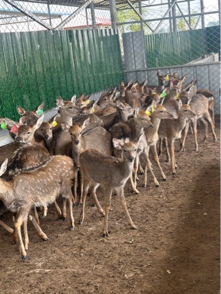 Live Sika Deer Seedlings, Family-Friendly Sika Deer Ornamental Sika Deer Seedlings, Prices for Adult Sika Deer Supply