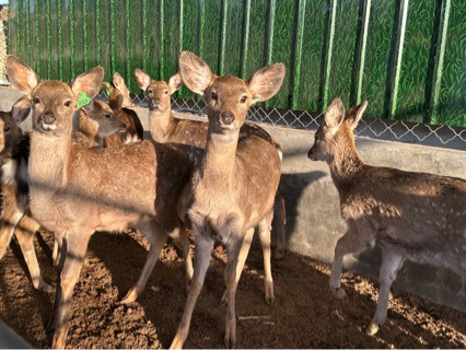 Live Sika Deer for Sale in Scenic Spots, Interactive Sika Deer Wholesale, Popular Photo Spots