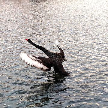 Authentic Black Swan Chicks, Live Seedlings, High Survival Rate, Easy to Raise, Black Swan Chicks Wholesale and Retail, Providing Breeding Instructions