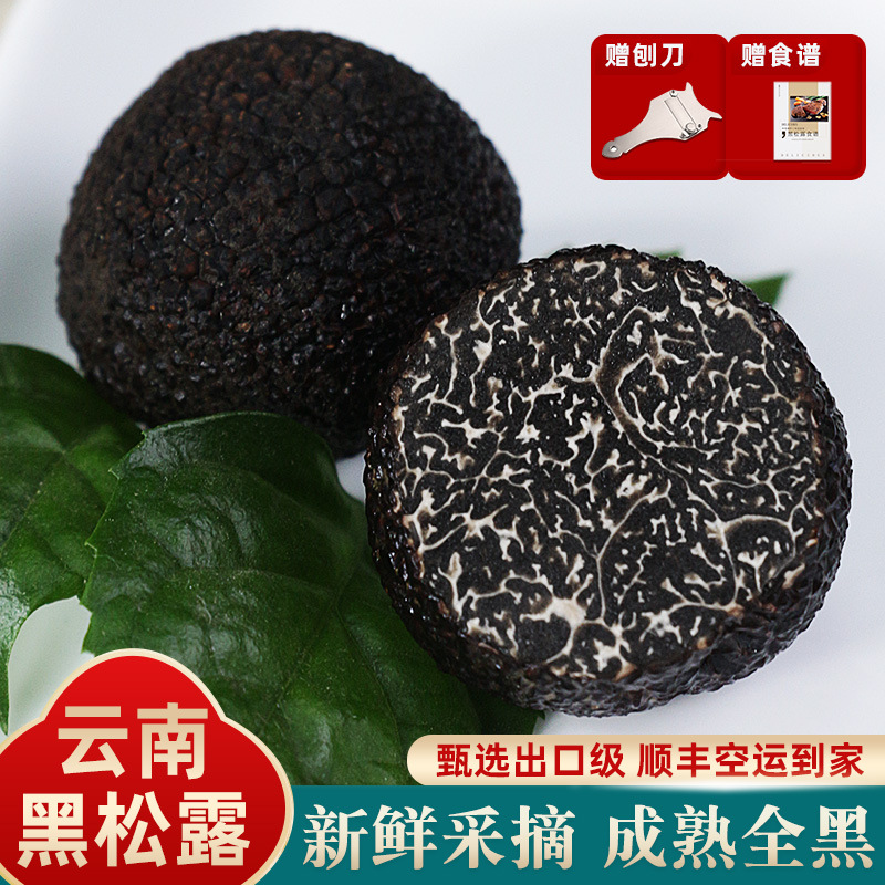 Fresh Black Truffles, Mature Wild Authentic Yunnan Specialty, Premium Fresh White Truffles, Mushrooms, Boletes, and Porcini Mushrooms