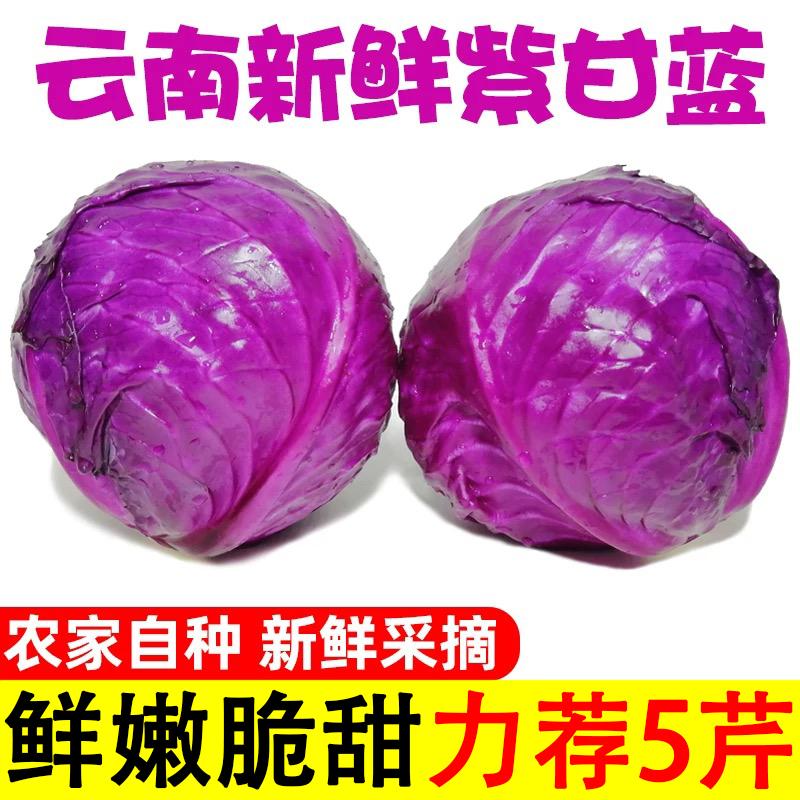 Свежая фиолетовая капуста, фиолетовая капуста, богатая антоцианинами, холодный салат, питательная сезонная фиолетовая капуста оптом