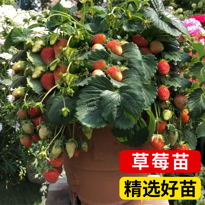 Strawberry Seedlings, Four-Season Potted Edible Balcony Cream Fruit Tree Fruit Seedlings, Seedlings Planted in the South, Fruiting in the Same Year