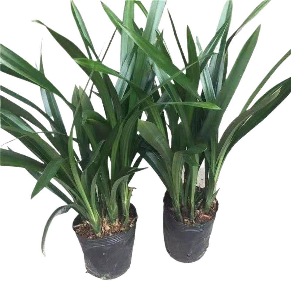 Orchids Bloom in the Same Year, Bloom in All Seasons, Strong-Scented Orchid Seedlings, Ink Orchids, Fragrant Indoor Flowers, Purify the Air