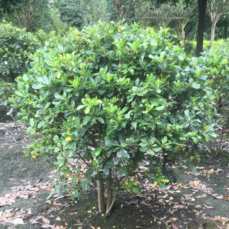 Pittosporum Saplings for Courtyard Greening, Pittosporum Balls, Aromatic Hedge Engineering Seedlings, Cold-Resistant Fence, Evergreen Seedlings in All Seasons
